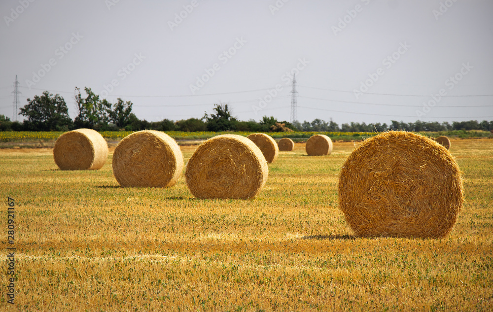 Round bales of hay in the field in harvest season