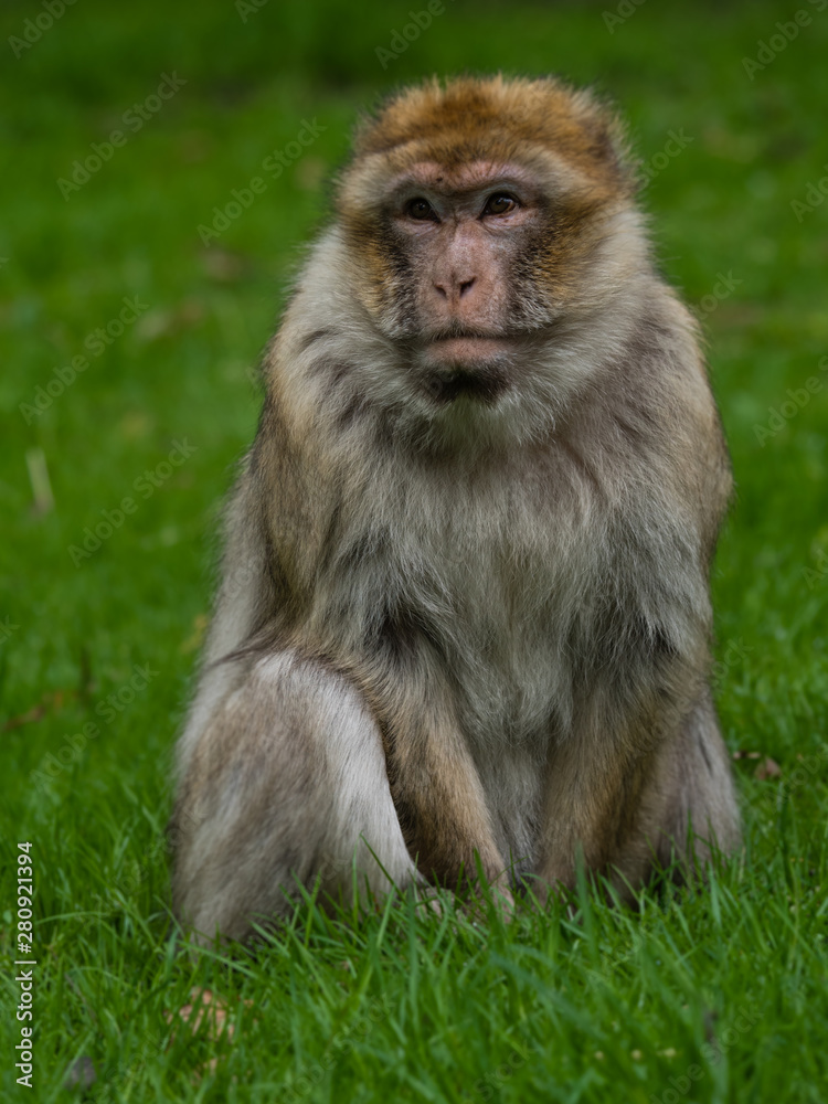 Nahaufnahme eines Berberaffen, Macaca sylvanus Nahaufnahme eines Berberaffen, Macaca sylvanus