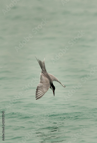 White-cheeked tern diving, Bahrain 
