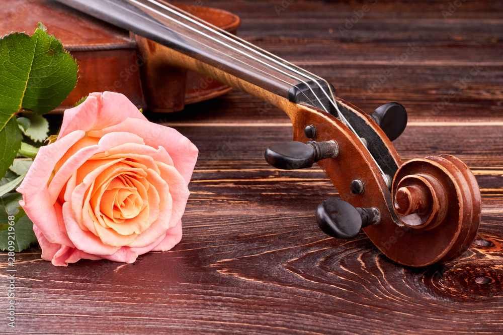 violin rose wallpaper