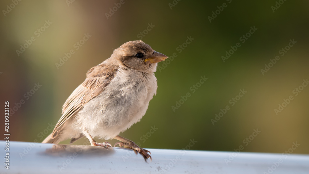 Spatz, Sperling weiblich vor grünem Hintergrund, Passer domesticus