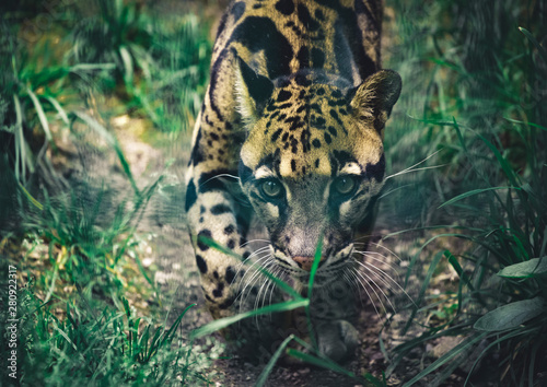 Fototapeta Naklejka Na Ścianę i Meble -  The portrait of leopard Nebel Parder in a Zoo
