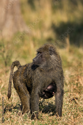 Olive baboon  Masai Mara  kenya