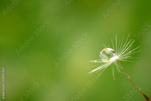 Drop of water on the seed of a dandelion flower on a light green background. Closeup. Artistic image of nature.