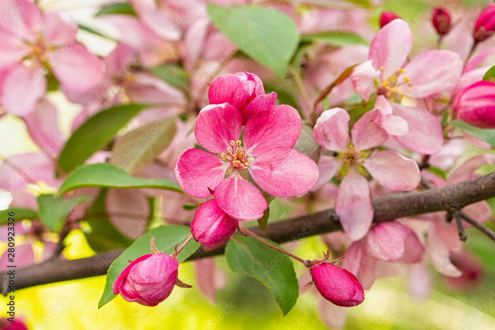 branch of apple tree blossom close-up flower bud leaf, horizontal background branch of apple tree blossom close-up flower bud leaf, horizontal background