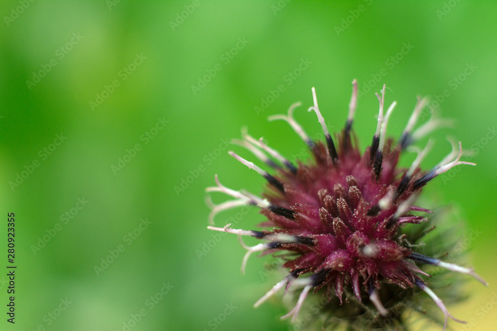 Blooming medicinal plant burdock on natural background. Burdock thorny purple flower. Close-up Blooming medicinal plant burdock on natural background. Burdock thorny purple flower. Close-up