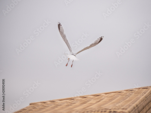 seagull in flight