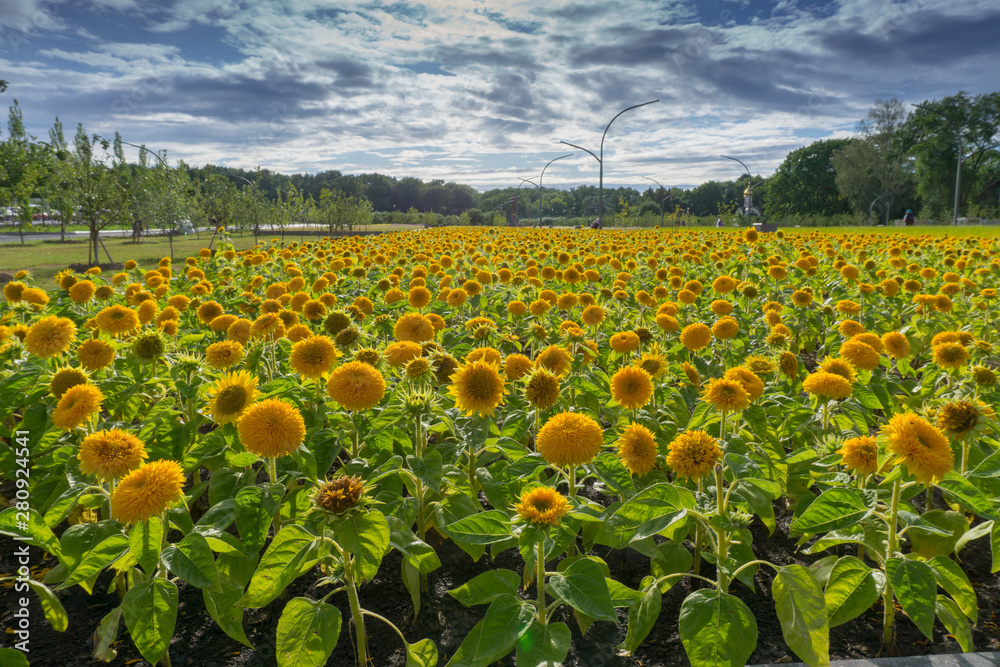 Field of sunflowers. Moscow exhibition center