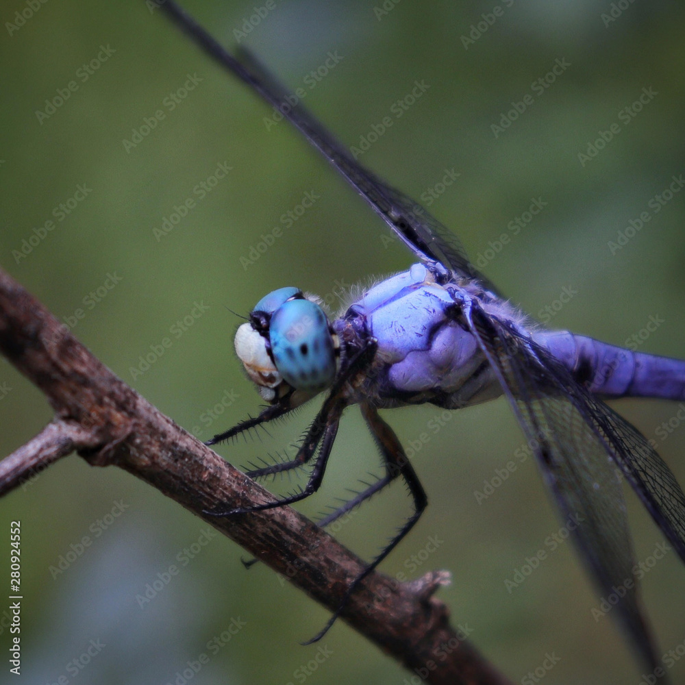 Dragonfly Dragonfly