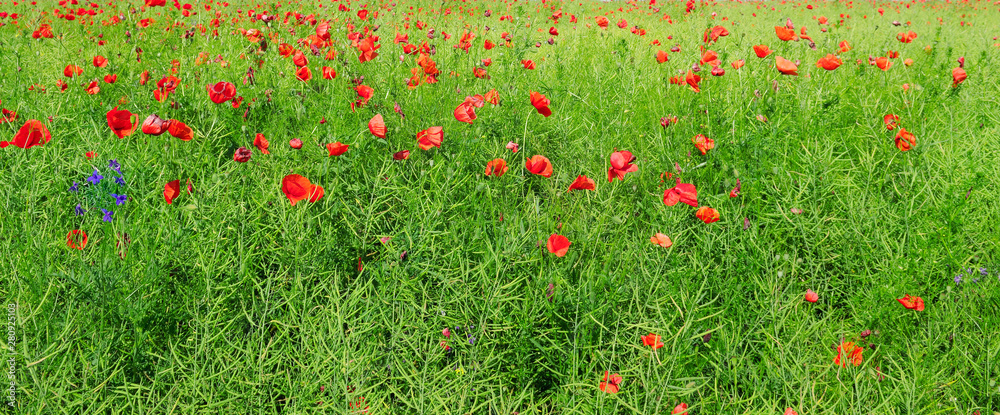 Scarlet poppies on the background of green rapeseed. Wide photo.