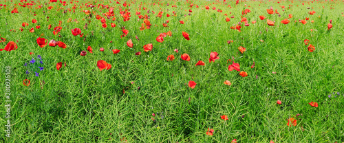 Scarlet poppies on the background of green rapeseed. Wide photo.