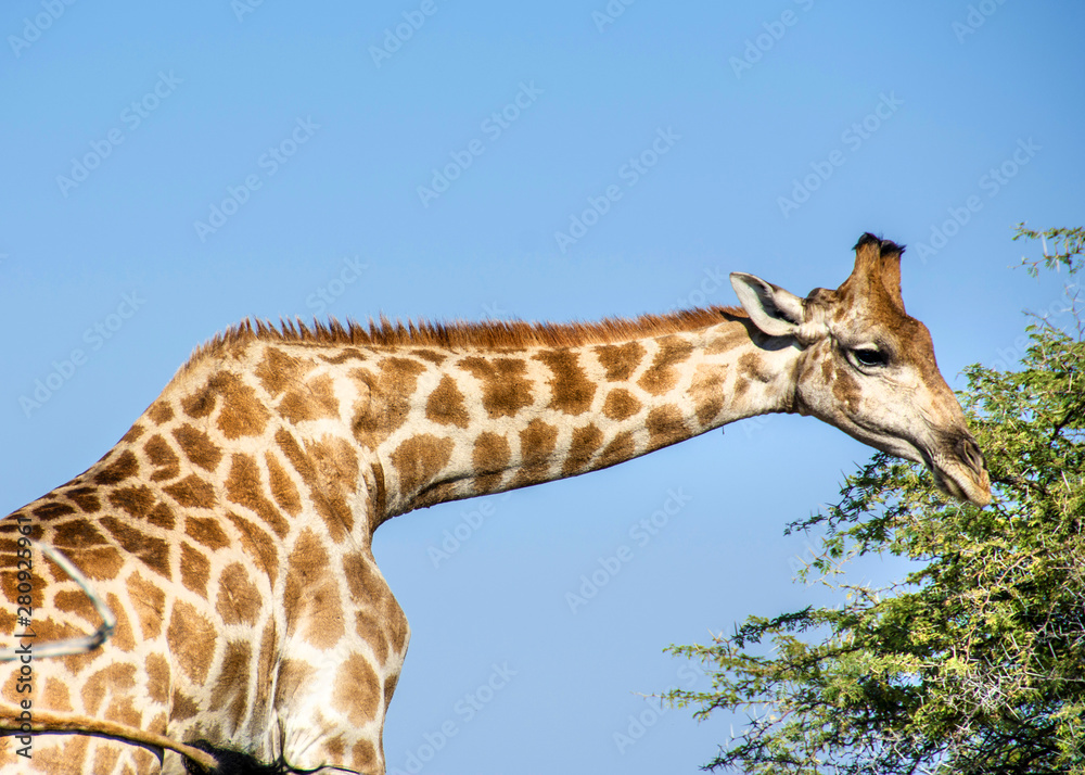 Obraz premium game safari im etosha nationalpark namibia