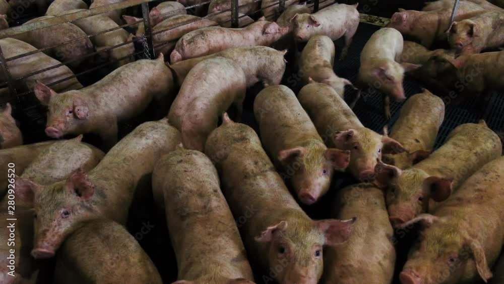 Close Up of ManureCovered Pigs Inside an Industrial Pig Barn Stock
