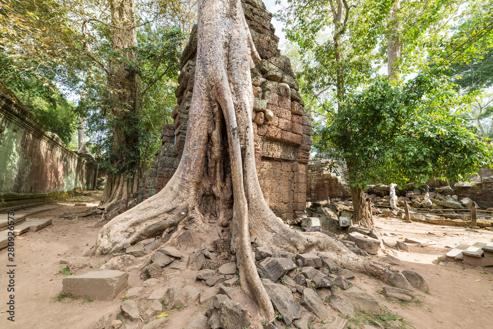 Ta Prohm famous jungle tree roots embracing Angkor temples, revenge of nature against human buildings, travel destination Cambodia. Ta Prohm famous jungle tree roots embracing Angkor temples, revenge of nature against human buildings, travel destination Cambodia.