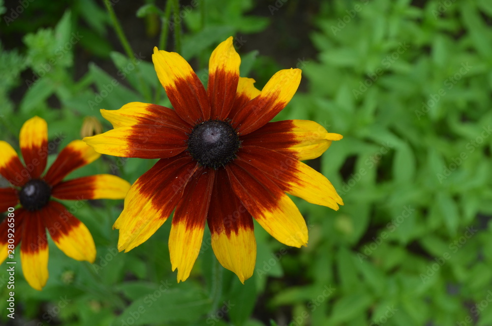 Summer in Nova Scotia: Closeup of Black-Eyes Susan (rudbeckia hirta) Flower Summer in Nova Scotia: Closeup of Black-Eyes Susan (rudbeckia hirta) Flower