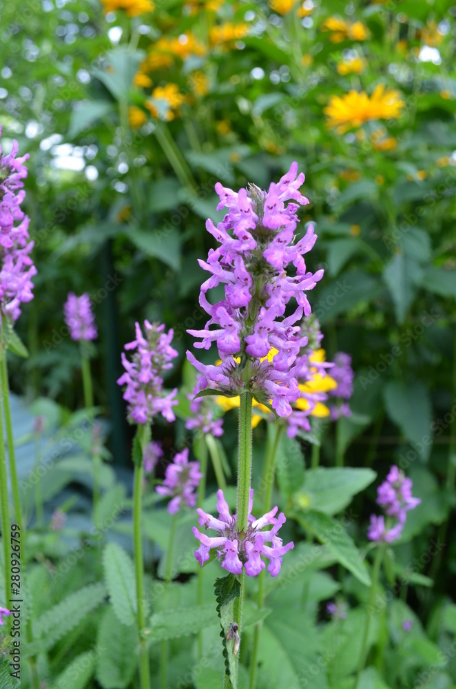 Summer in Nova Scotia: Stachys 'Hummelo' Flowers Summer in Nova Scotia: Stachys 'Hummelo' Flowers