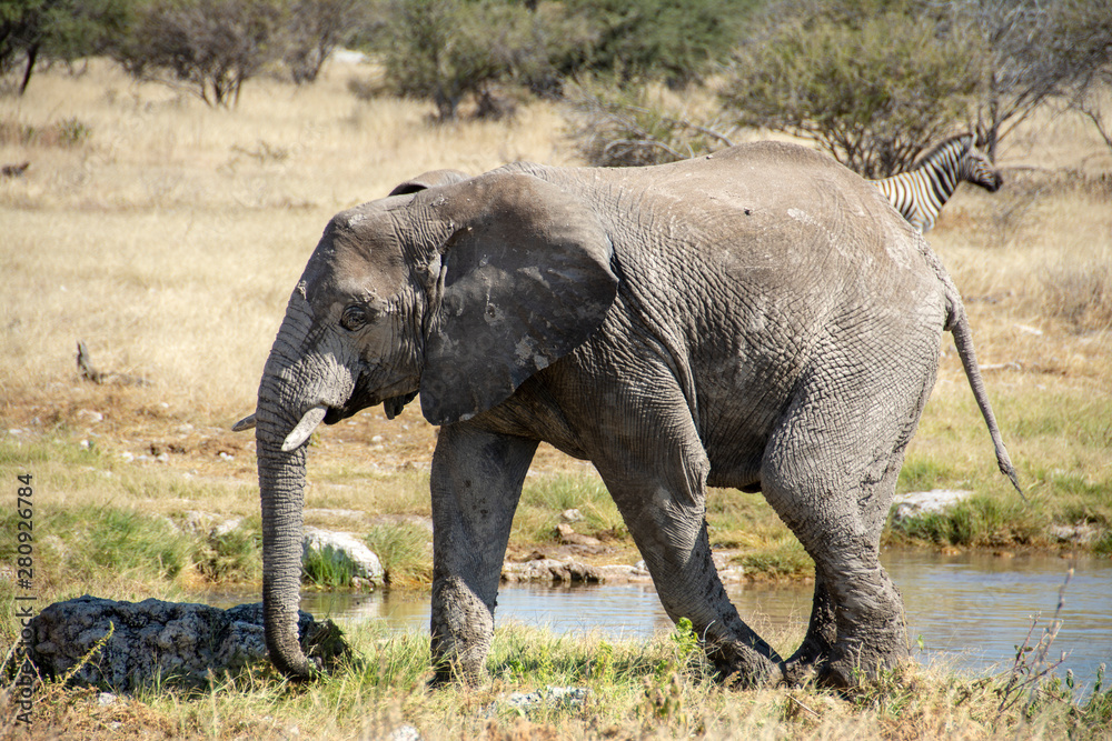 Fototapeta premium game safari im etosha nationalpark namibia