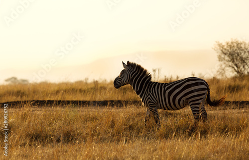 Zebra in the morning hours at Masai Mara  Kenya