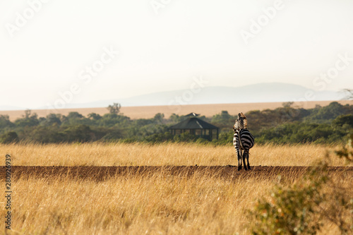 Zebra near a airstrip at Masai Mara, Kenya