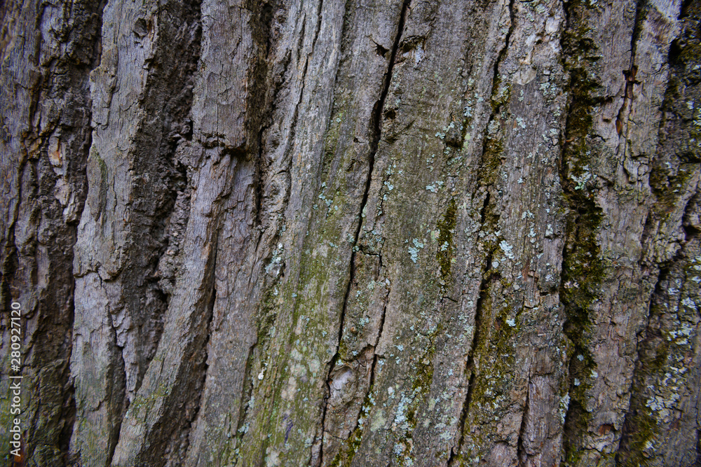 Texture of old oak bark with lichen Texture of old oak bark with lichen