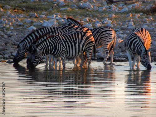 game safari im etosha nationalpark namibia