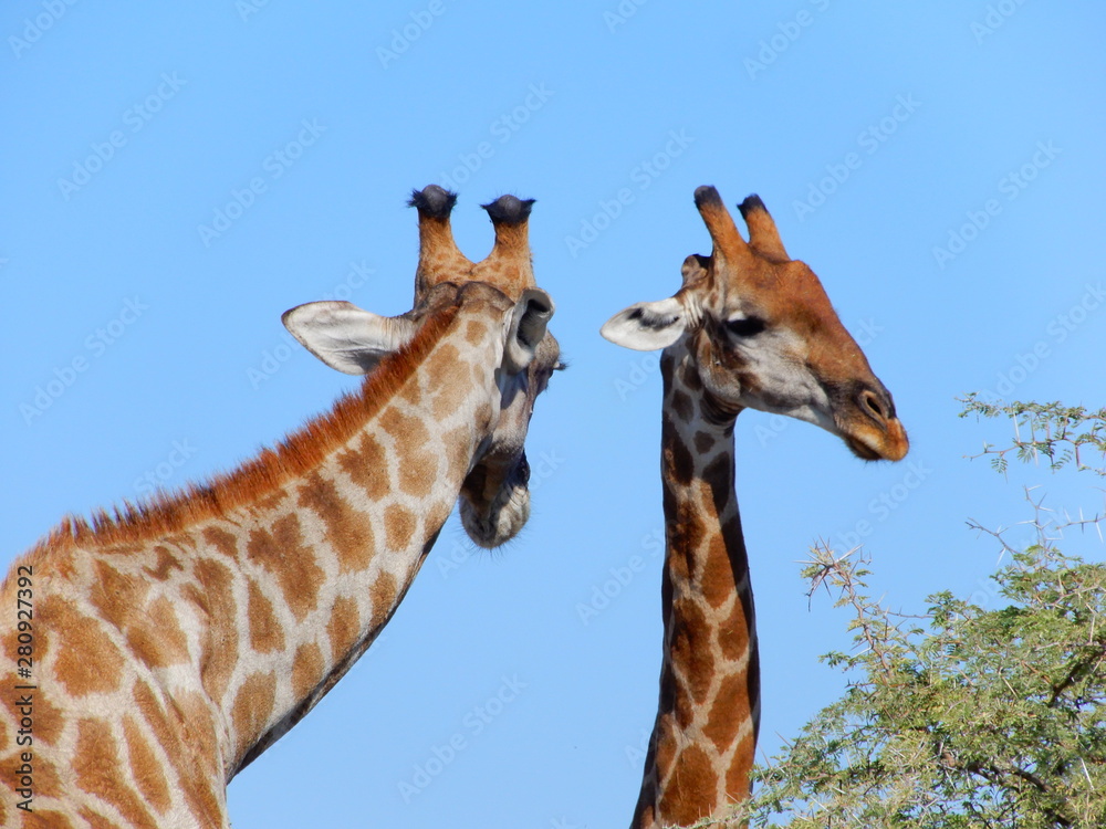 Obraz premium game safari im etosha nationalpark namibia