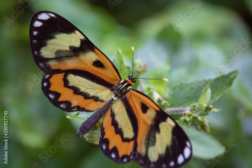 butterfly © Ednaldo