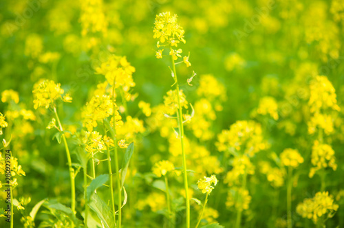 bee collecting honey from mustard flowers in blooming yellow field