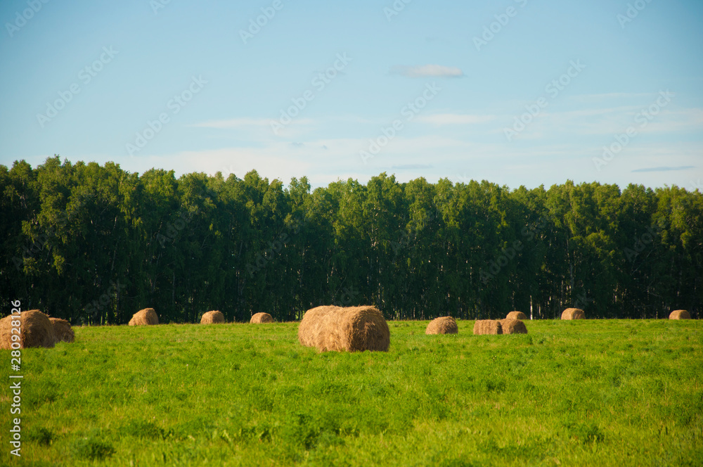 Hay bale in field on a hot summer day against the blue sky