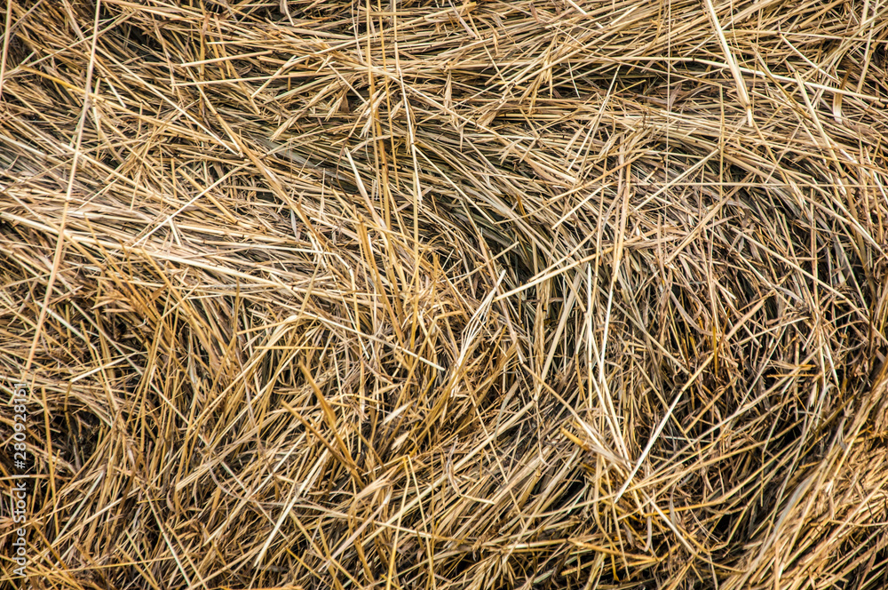 Closeup of hay roll in an agricultural field. Closeup of hay roll in an agricultural field.