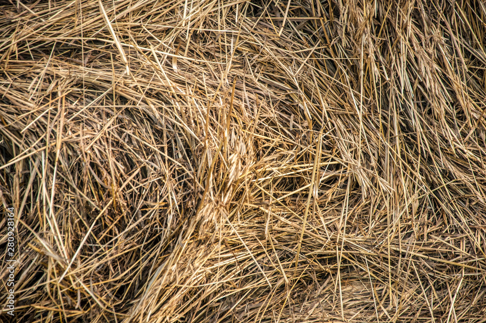 Closeup of hay roll in an agricultural field. Closeup of hay roll in an agricultural field.