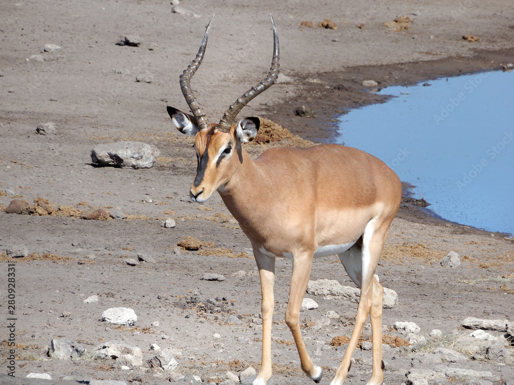 game safari im etosha nationalpark namibia game safari im etosha nationalpark namibia