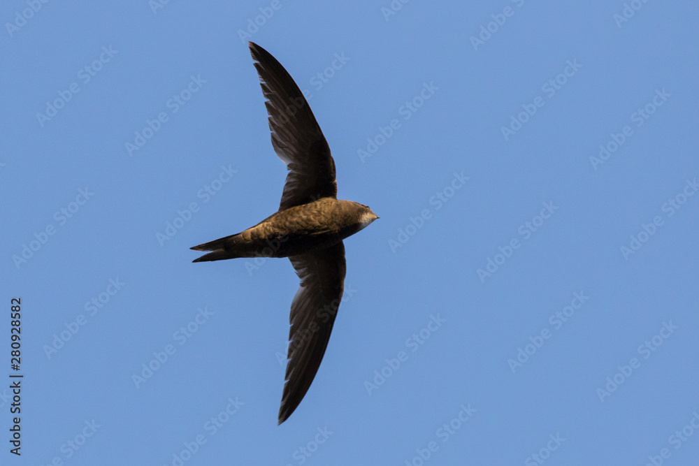 Obraz premium common swift (Apus apus) in flight