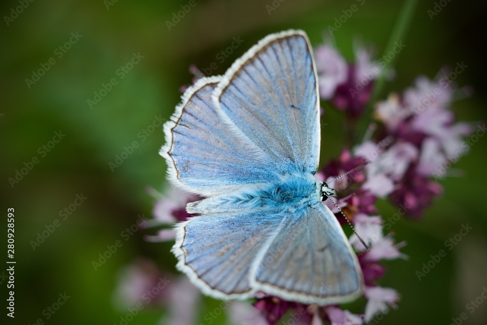 Common Blue (Plebejus idas) is a species of day butterfly of the Lycaenidae family. Common Blue (Plebejus idas) is a species of day butterfly of the Lycaenidae family.