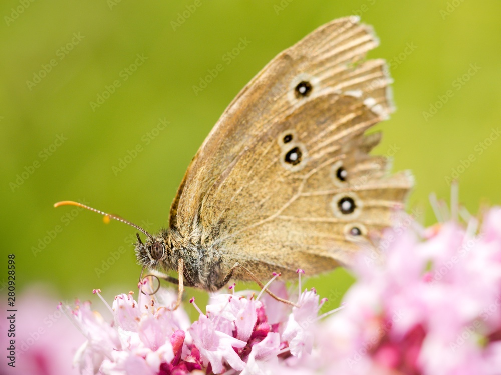 Thyme has miraculous effects on mental well-being. Those who drink a cup of thyme tea in the morning instead of coffee will quickly feel its beneficial effects - mental freshness