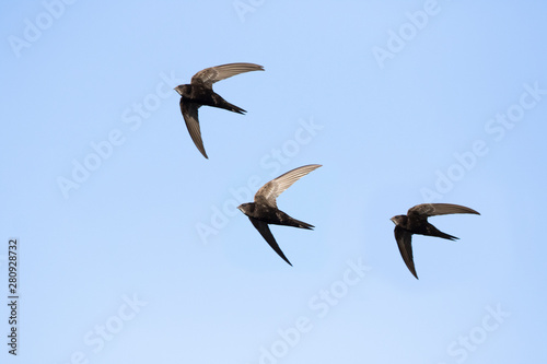 common swift (Apus apus) in flight