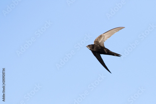 common swift  Apus apus  in flight