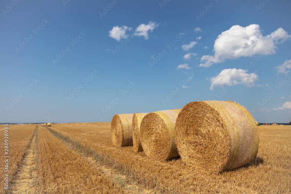 round straw bales lie on the field after the grain harvest