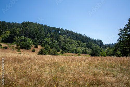 Field of Trees