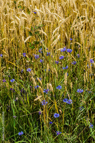 A field of golden ripe barley with flowers of cornflowers among the ears.