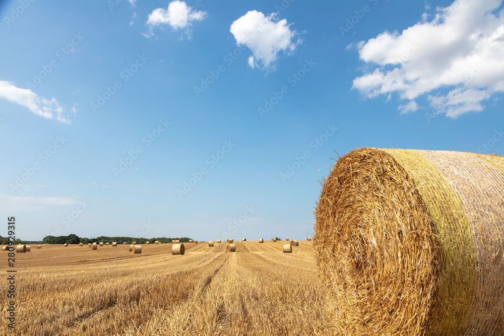 round straw bales lie on the field after the grain harvest