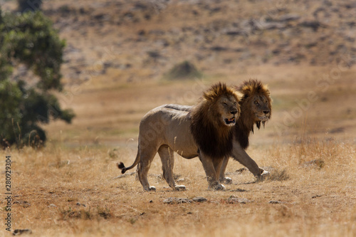 Lions at Masai Mara grassland, Kenya