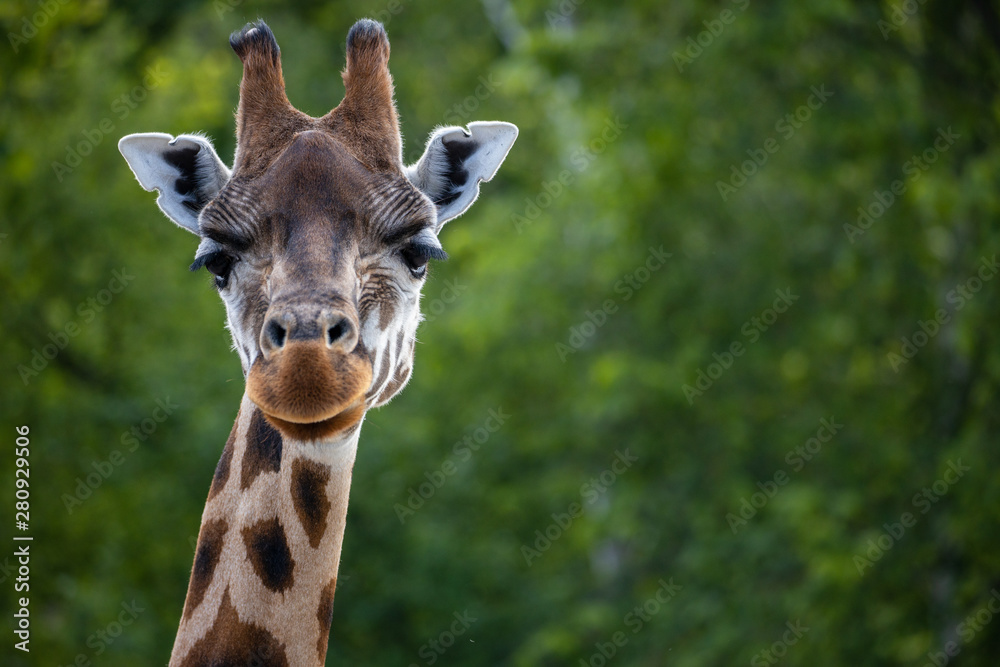 Fototapeta premium Giraffe portrait