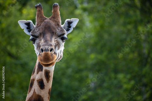 Giraffe portrait © Jan