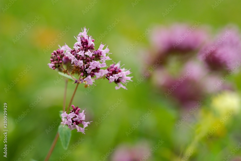 Thyme has miraculous effects on mental well-being. Those who drink a cup of thyme tea in the morning instead of coffee will quickly feel its beneficial effects - mental freshness Thyme has miraculous effects on mental well-being. Those who drink a cup of thyme tea in the morning instead of coffee will quickly feel its beneficial effects - mental freshness