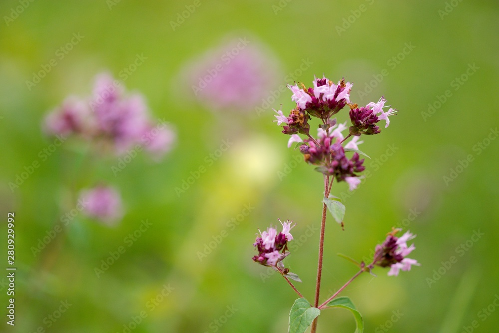 Thyme has miraculous effects on mental well-being. Those who drink a cup of thyme tea in the morning instead of coffee will quickly feel its beneficial effects - mental freshness Thyme has miraculous effects on mental well-being. Those who drink a cup of thyme tea in the morning instead of coffee will quickly feel its beneficial effects - mental freshness