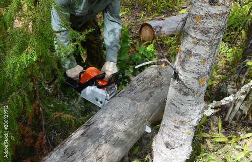 the old man Forester working to cut a fallen tree in the woods on a summer day