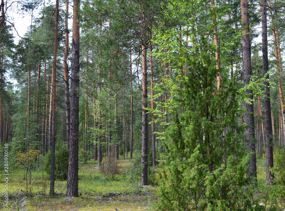 green forest with growing trees grass foliage for fresh air green forest with growing trees grass foliage for fresh air