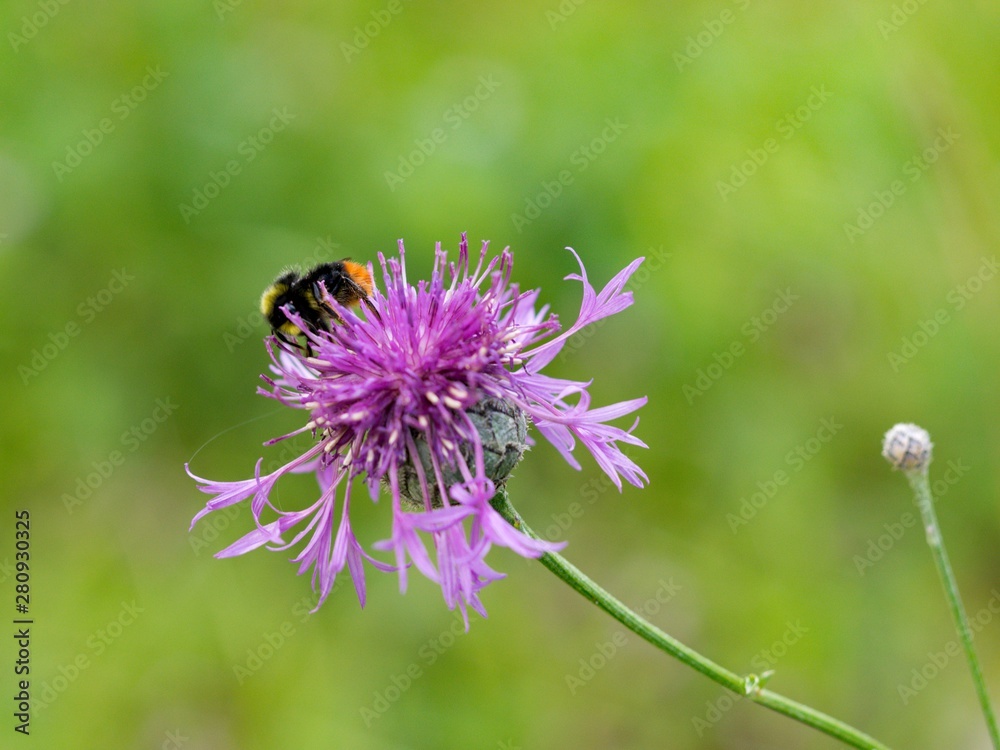 Cornflower meadow is like other cornflowers and pylodárná excellent nectar plant. It blooms until autumn. Cornflower meadow is like other cornflowers and pylodárná excellent nectar plant. It blooms until autumn.