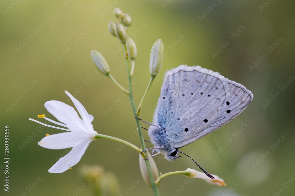 custom made wallpaper toronto digitalCommon Blue (Plebejus idas) is a species of day butterfly of the Lycaenidae family.